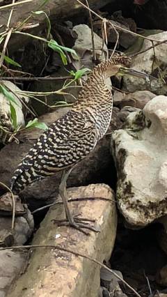 Cocodrilos Rio Tárcoles Costa Rica